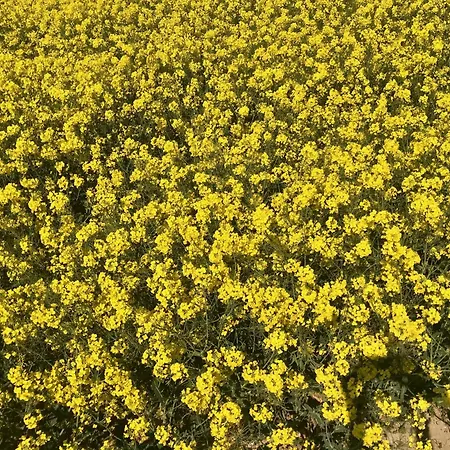 Nyaraló La Falaise Bleue - Vue - A Pied *