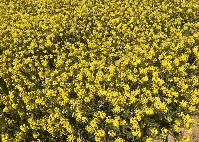 Holiday home La Falaise Bleue - Vue - A Pied *